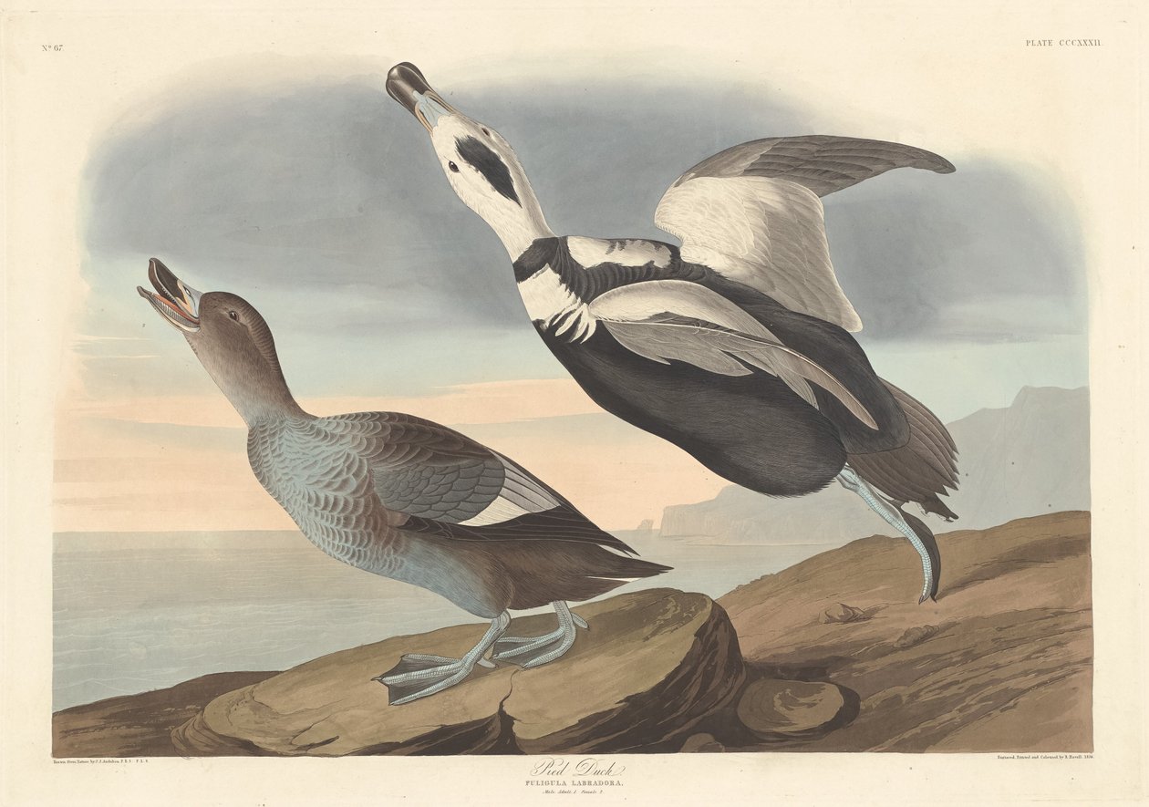 Pied Duck af Robert Havell after John James Audubon