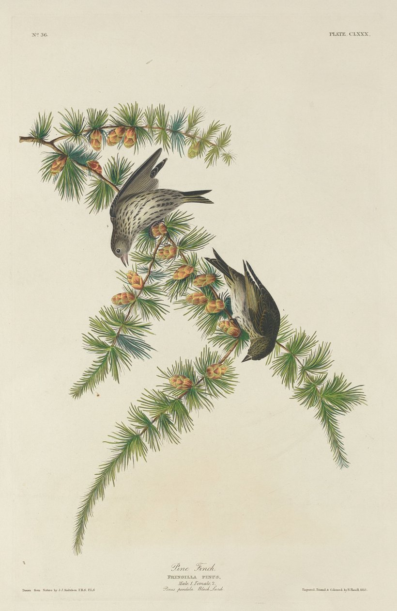 Fyrrefinke af Robert Havell after John James Audubon