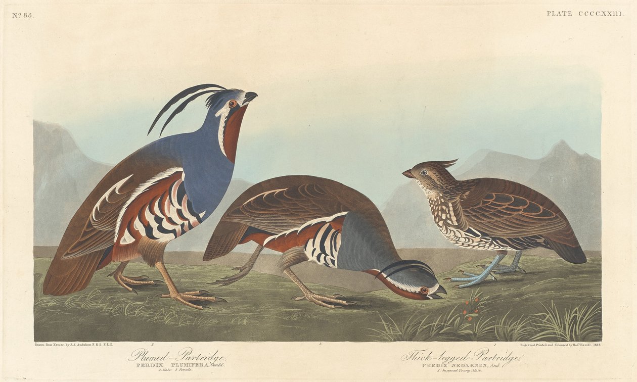 Plumed Agerhøne og tykbenet Agerhøne af Robert Havell after John James Audubon