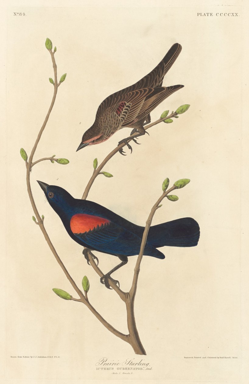 Præriestære af Robert Havell after John James Audubon