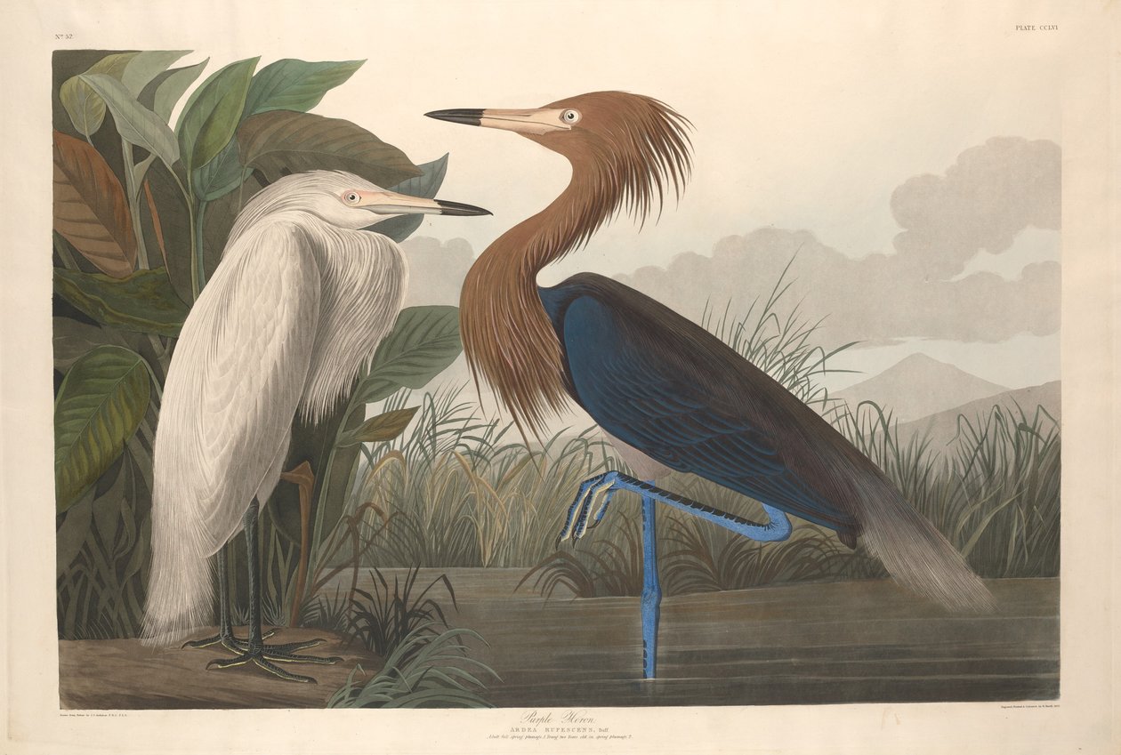 Lilla hejre af Robert Havell after John James Audubon
