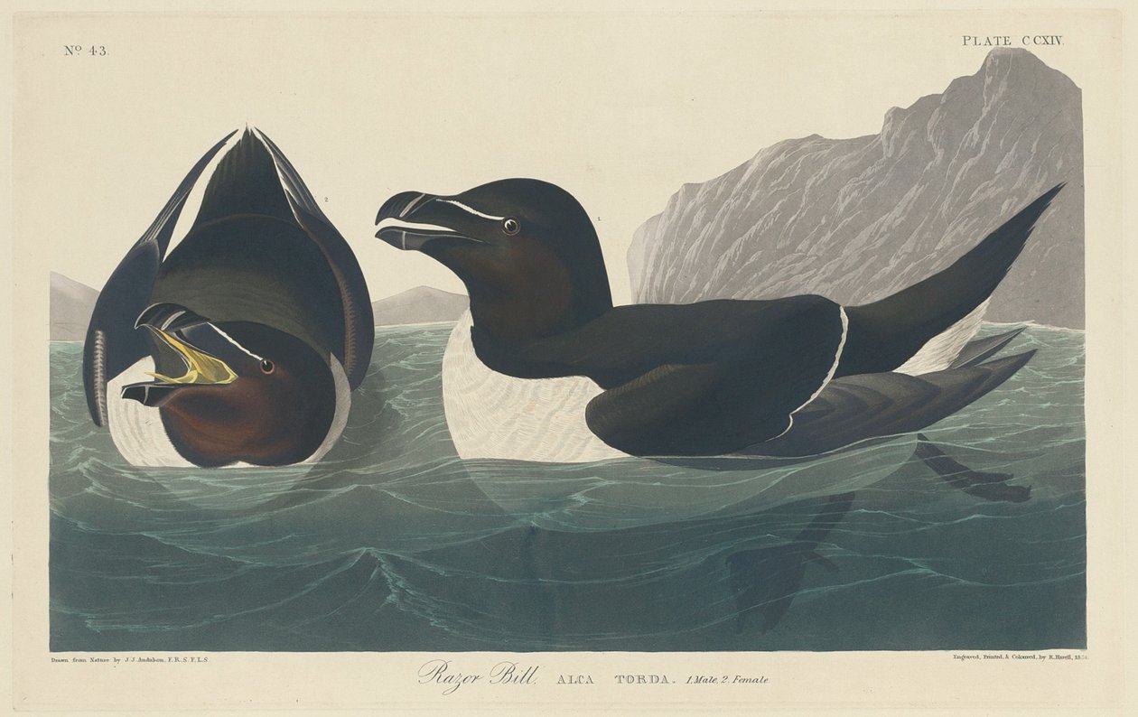 Razor Bill af Robert Havell after John James Audubon