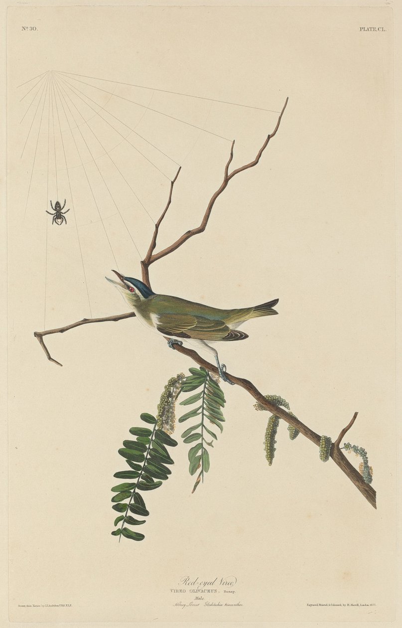 Rødøjet Vireo af Robert Havell after John James Audubon