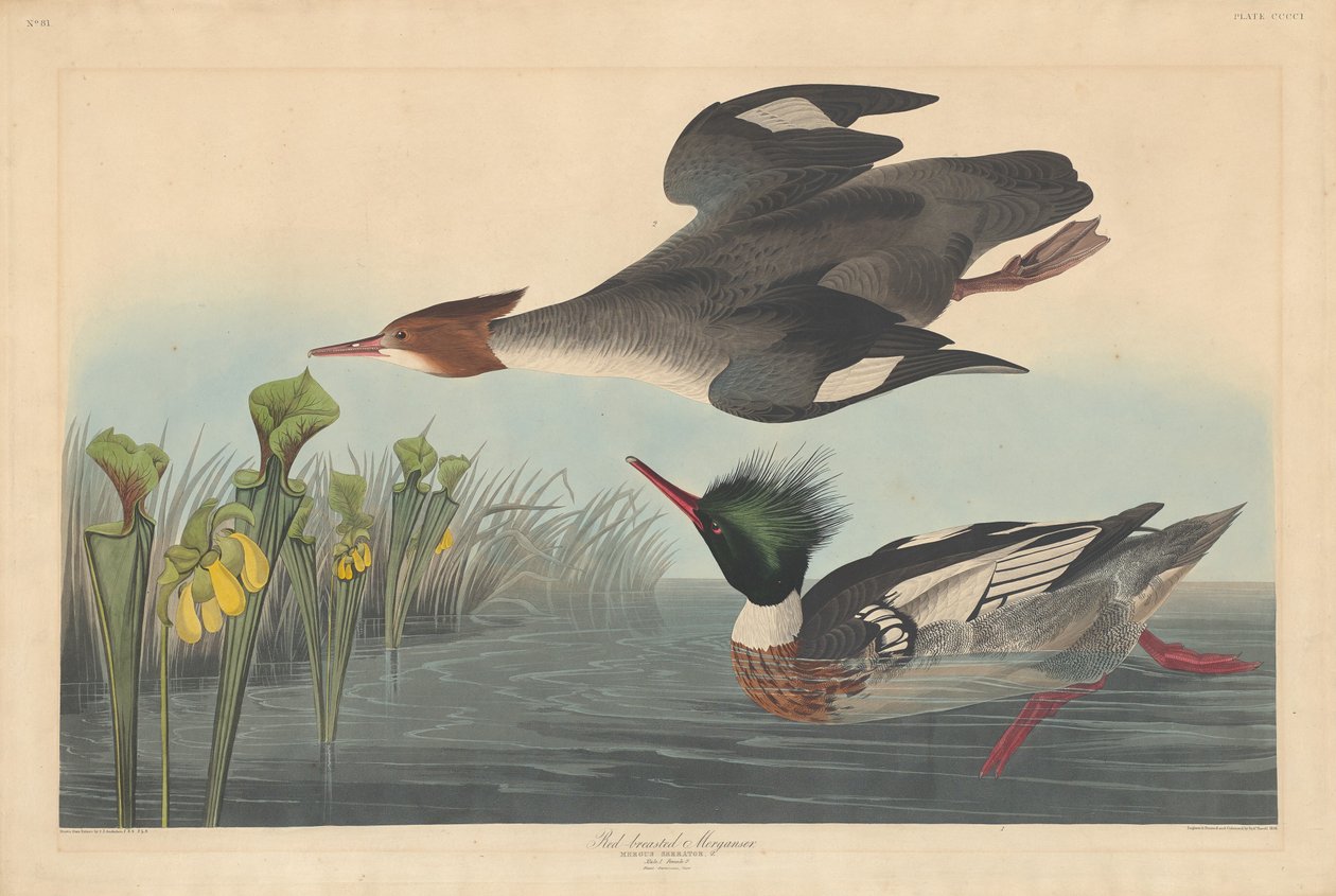 Rødbarmet Merganser af Robert Havell after John James Audubon