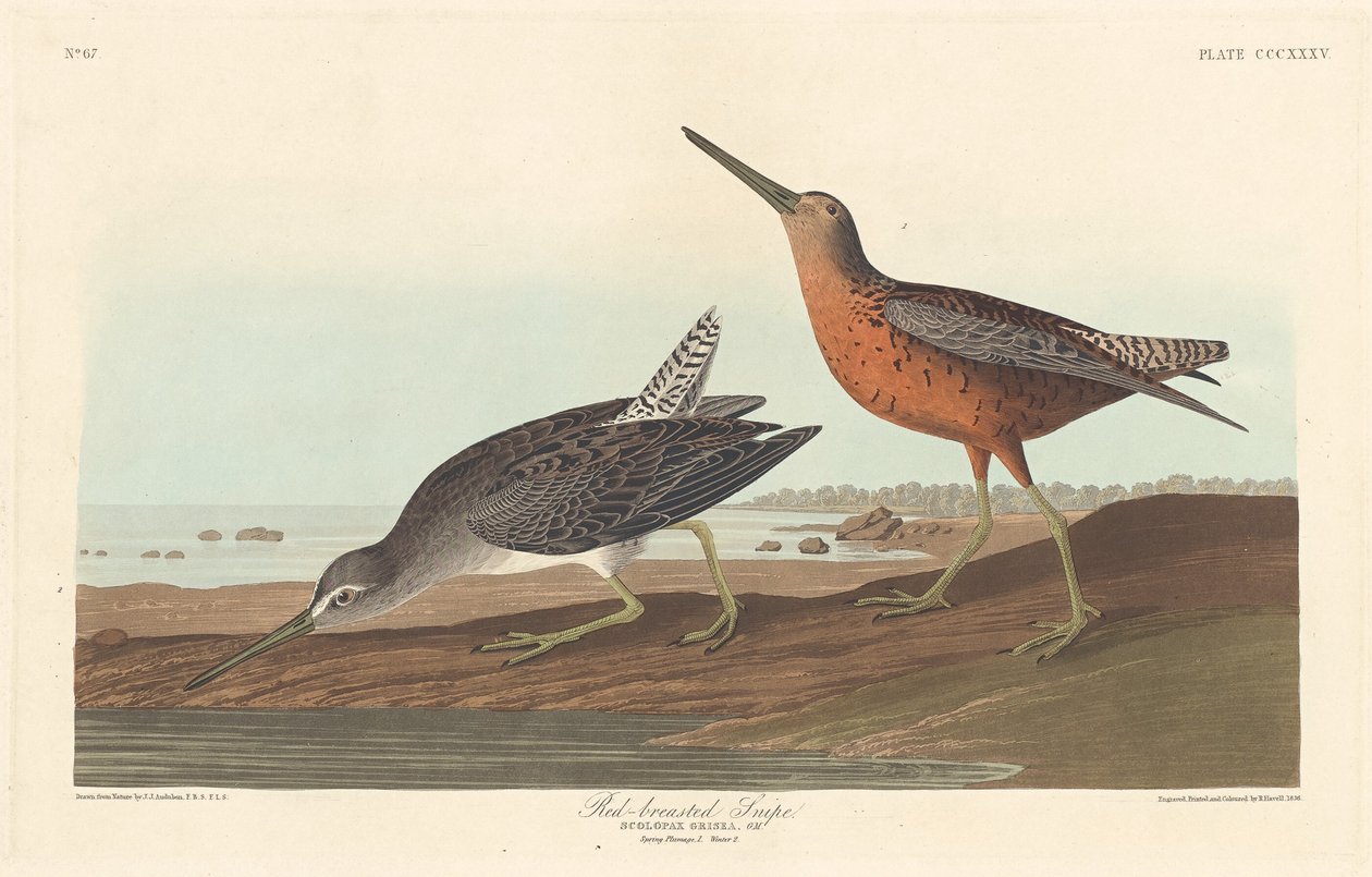 Rødbarmet Snipe af Robert Havell after John James Audubon