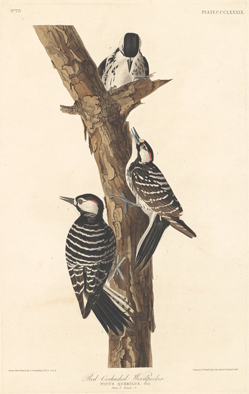 Rødhanet spætte af Robert Havell after John James Audubon