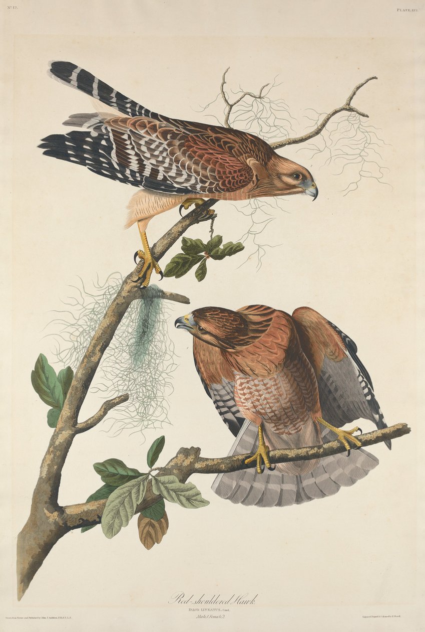 Rødskuldret Høg af Robert Havell after John James Audubon