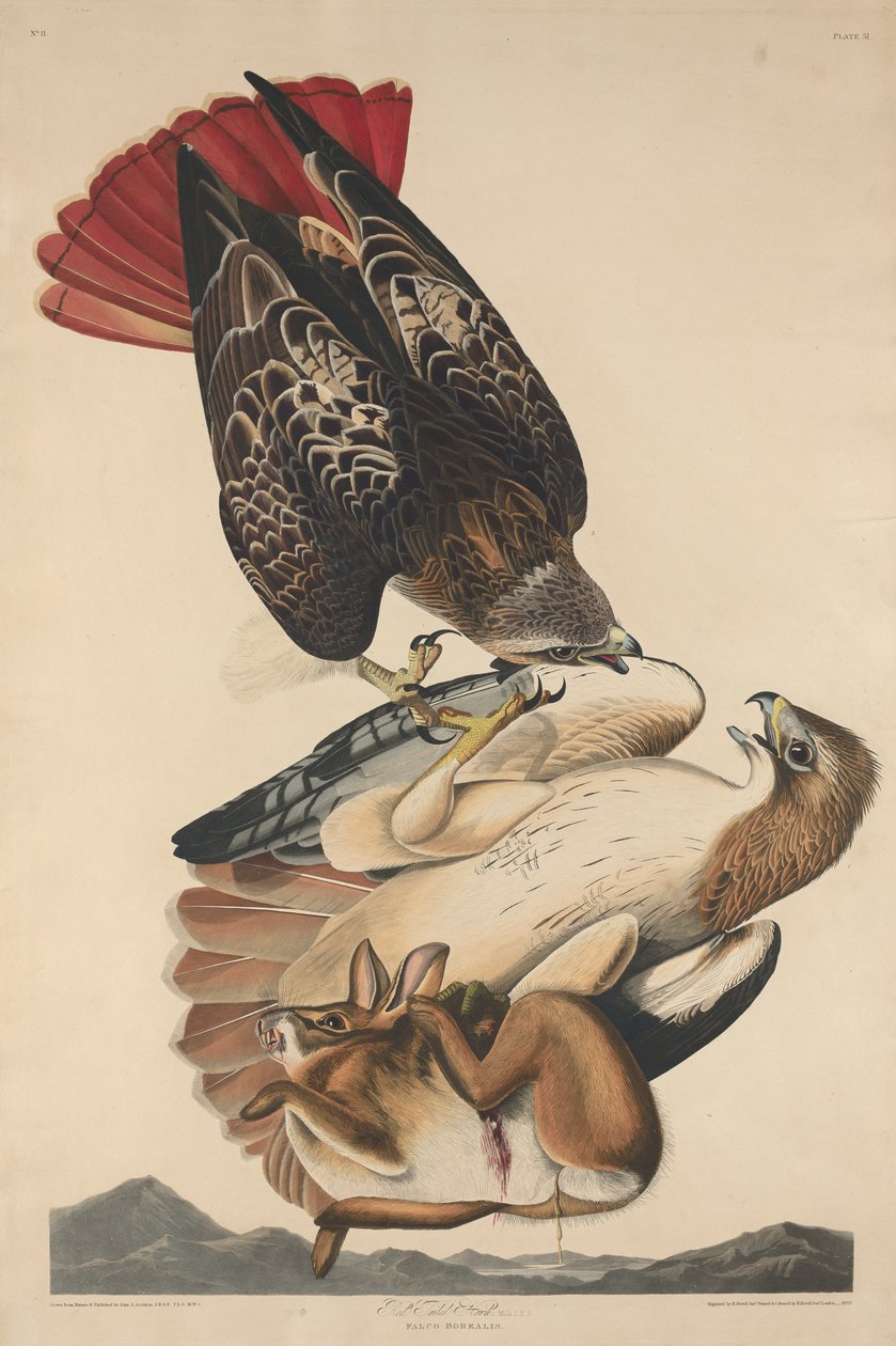 Red Tailed Hawk af Robert Havell after John James Audubon