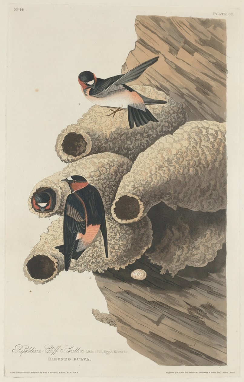 Republikansk Cliff Swallow af Robert Havell after John James Audubon