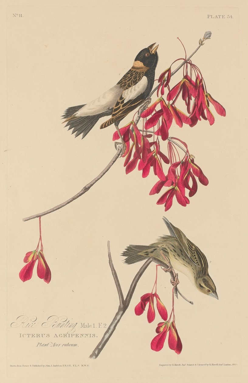 Risspurv af Robert Havell after John James Audubon