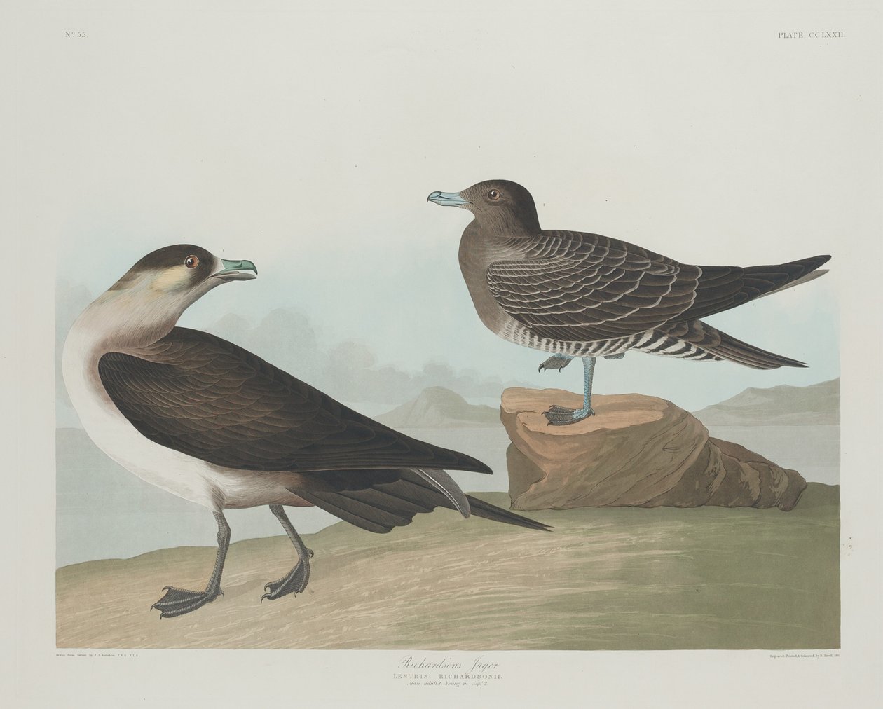 Richardsons Jager af Robert Havell after John James Audubon