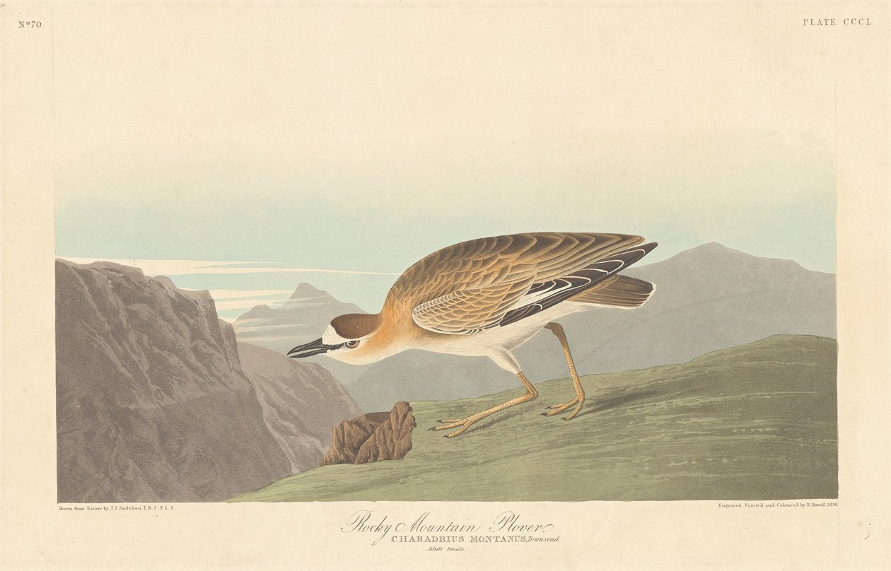 Rocky Mountain Plover af Robert Havell after John James Audubon