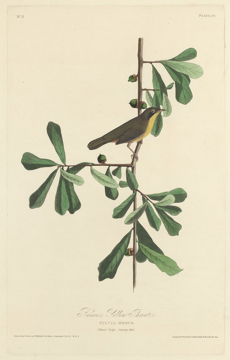 Roscoes gule strube af Robert Havell after John James Audubon
