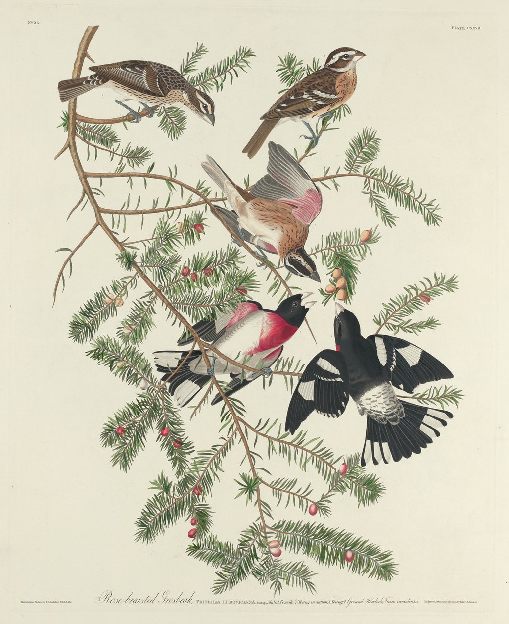 Rose-breasted Grosbeak af Robert Havell after John James Audubon