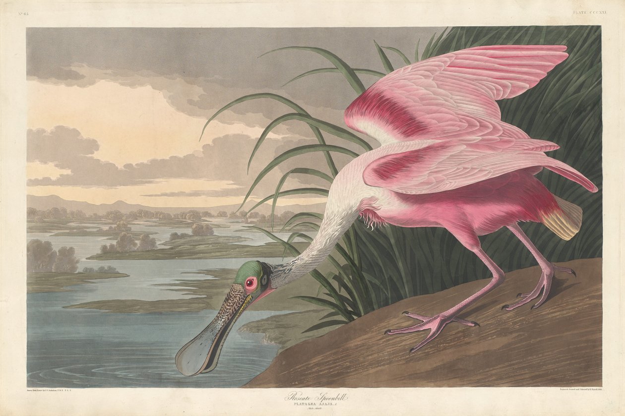 Roseat skestork af Robert Havell after John James Audubon