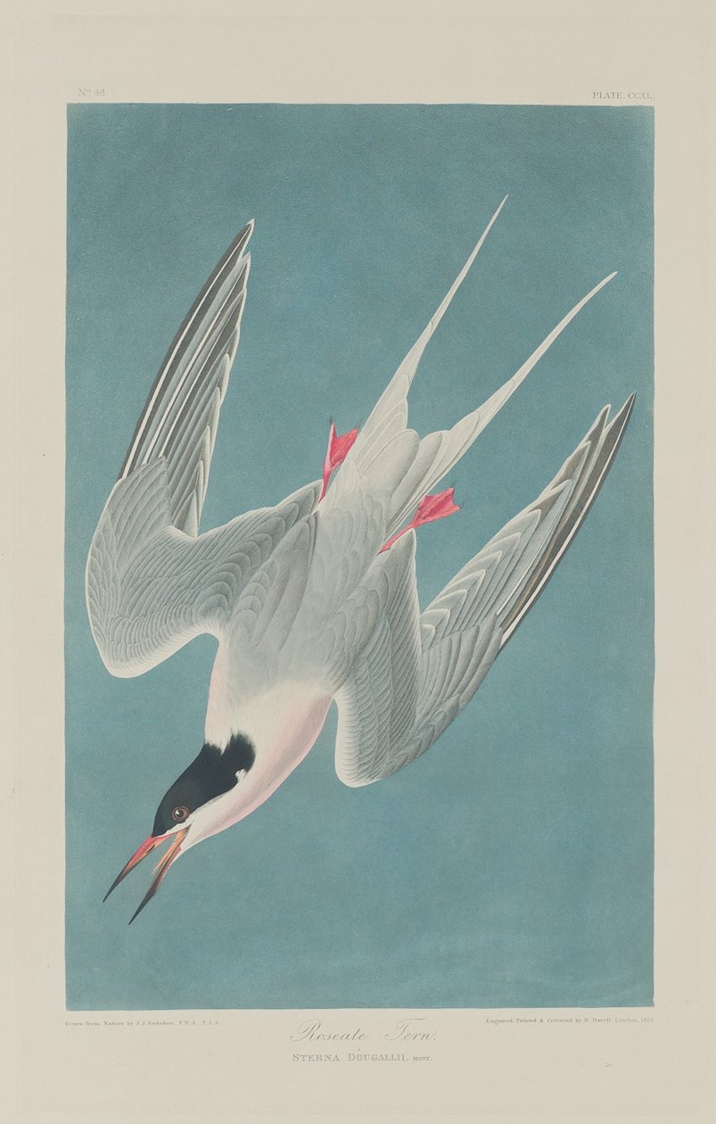 Roseatterne af Robert Havell after John James Audubon