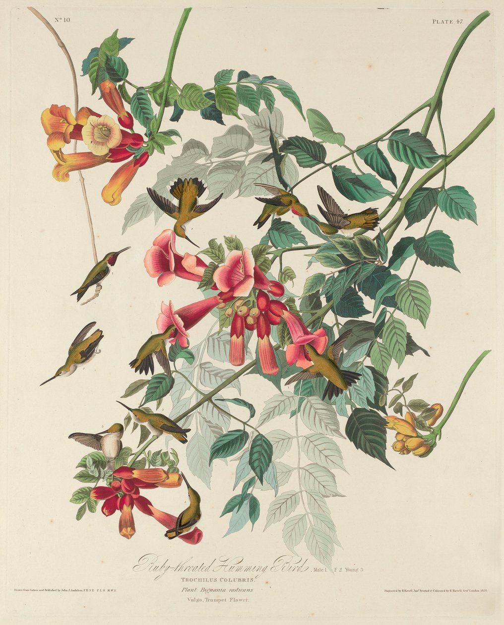 Rubinstrubet kolibri af Robert Havell after John James Audubon