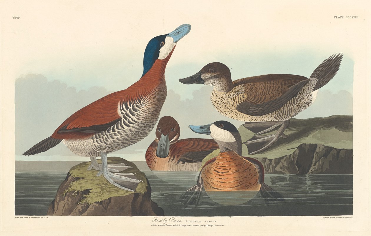 Ruddy Duck af Robert Havell after John James Audubon