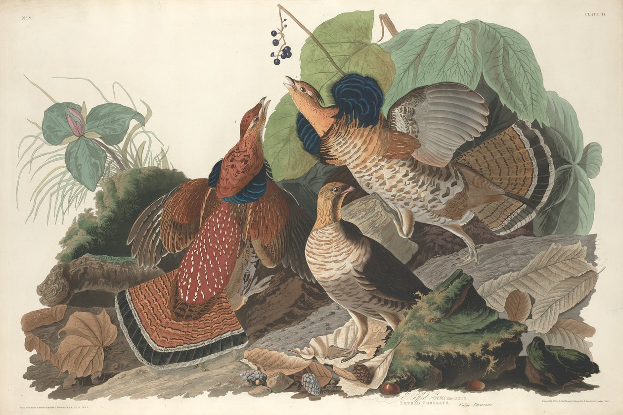 Ruffed Ryper af Robert Havell after John James Audubon