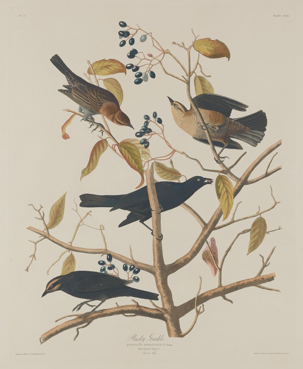 Rusten Grakle af Robert Havell after John James Audubon