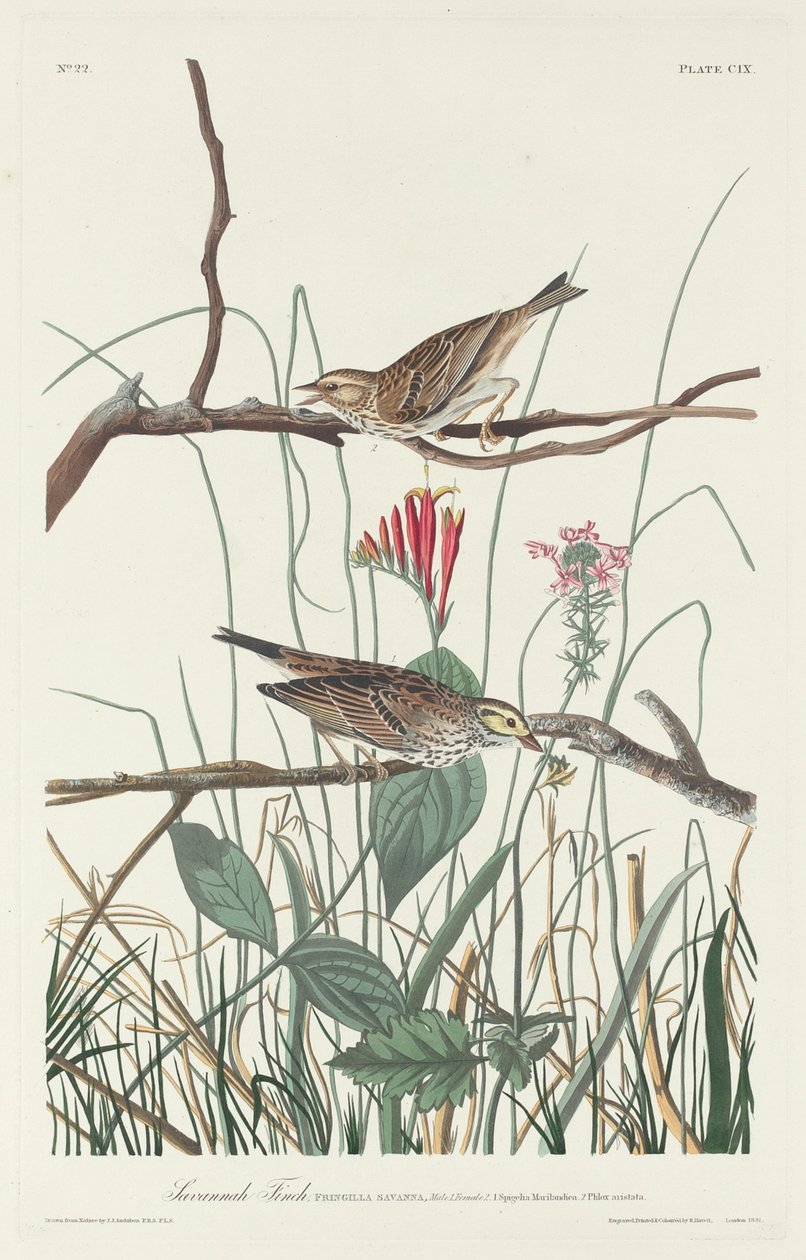 Savannah Finch af Robert Havell after John James Audubon