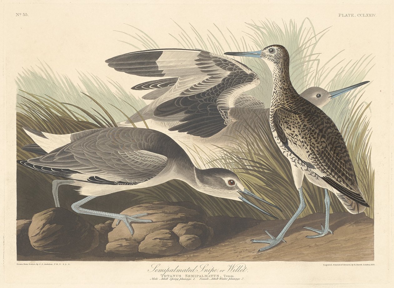 Halvpalmateret Snipe eller Willet af Robert Havell after John James Audubon