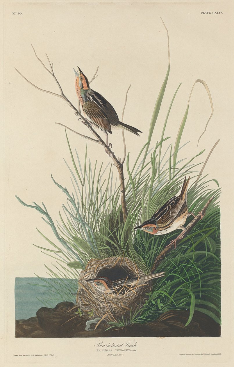 Skarphalefinke af Robert Havell after John James Audubon