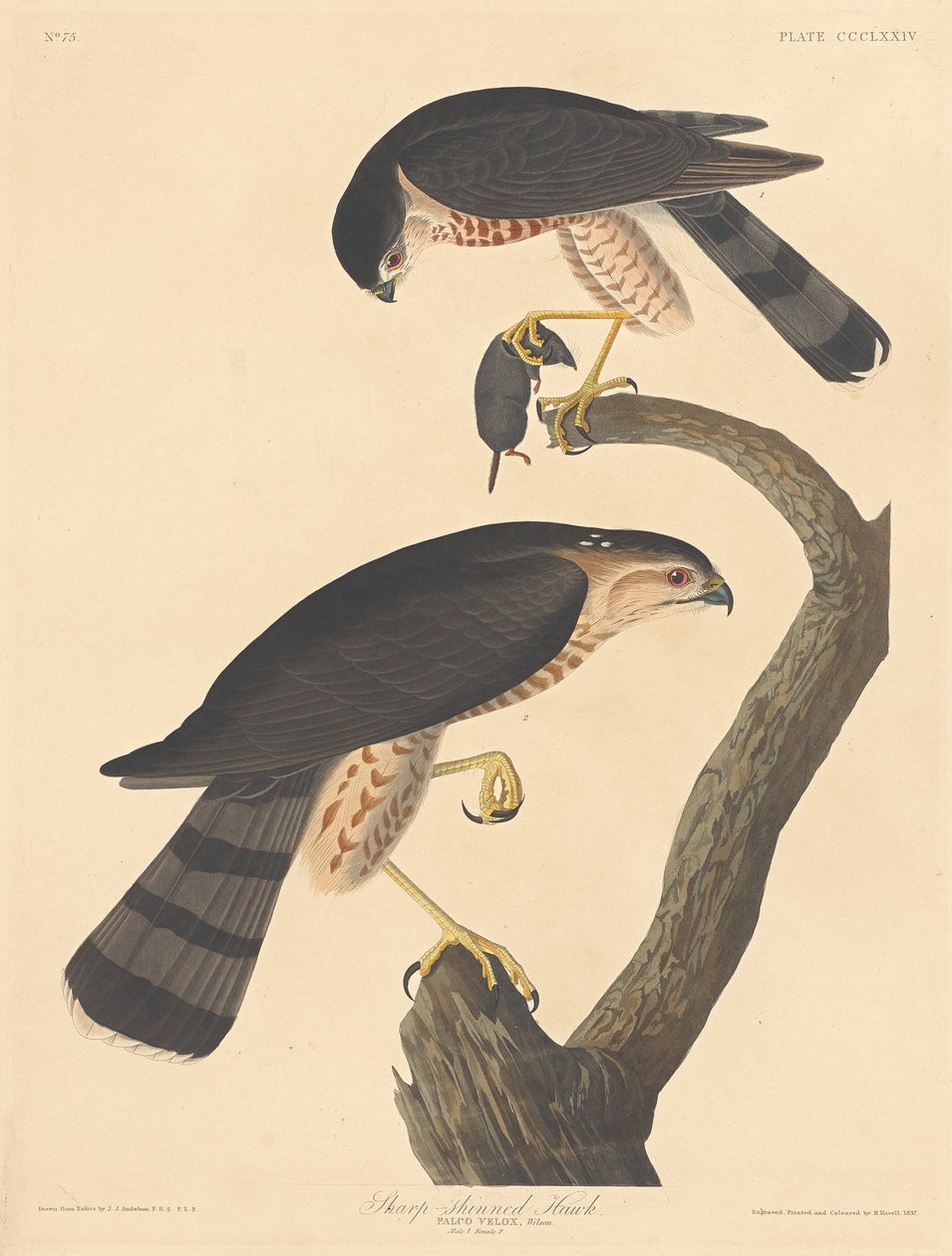 Høg med skarp skinne af Robert Havell after John James Audubon