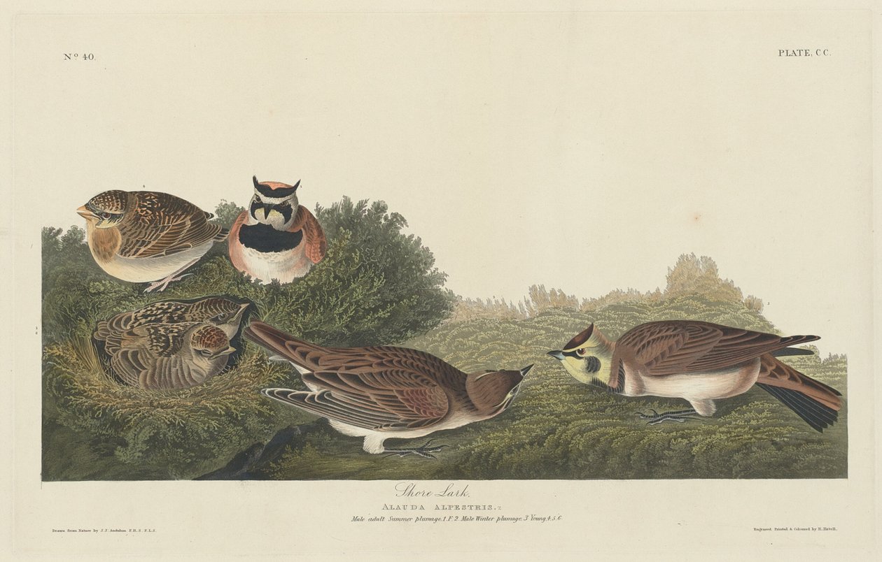 Kystlærke af Robert Havell after John James Audubon