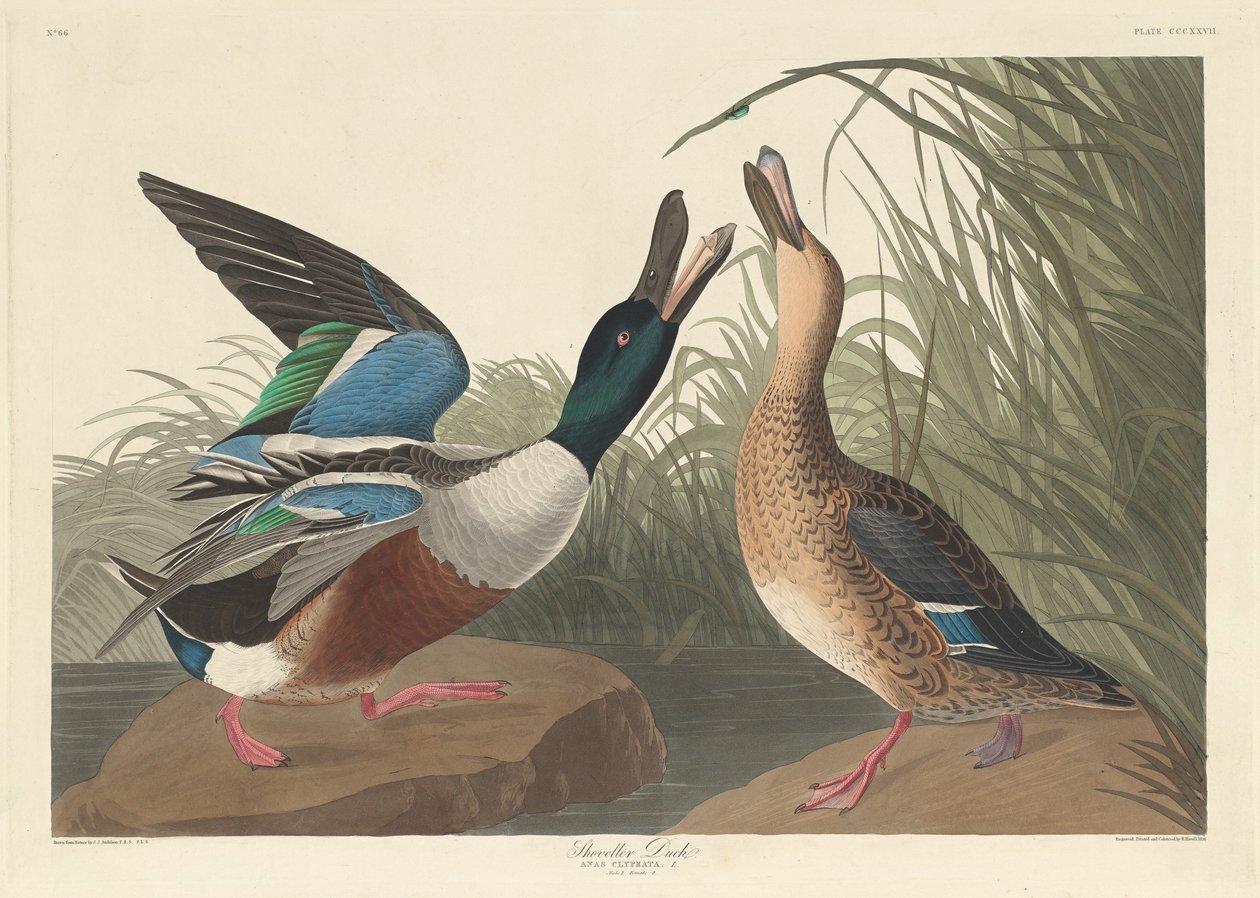 Skovler And af Robert Havell after John James Audubon