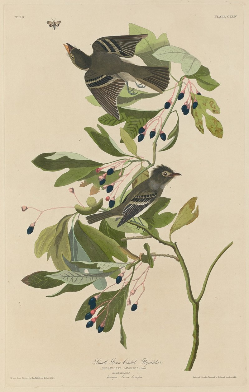 Lille grønnakkede fluesnapper af Robert Havell after John James Audubon