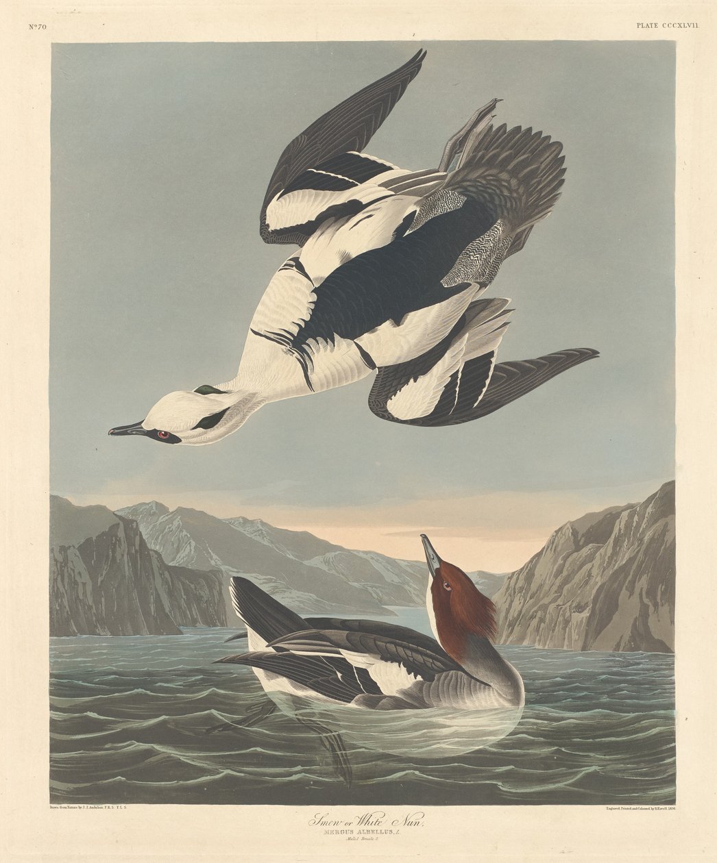 Smew eller hvid nonne af Robert Havell after John James Audubon