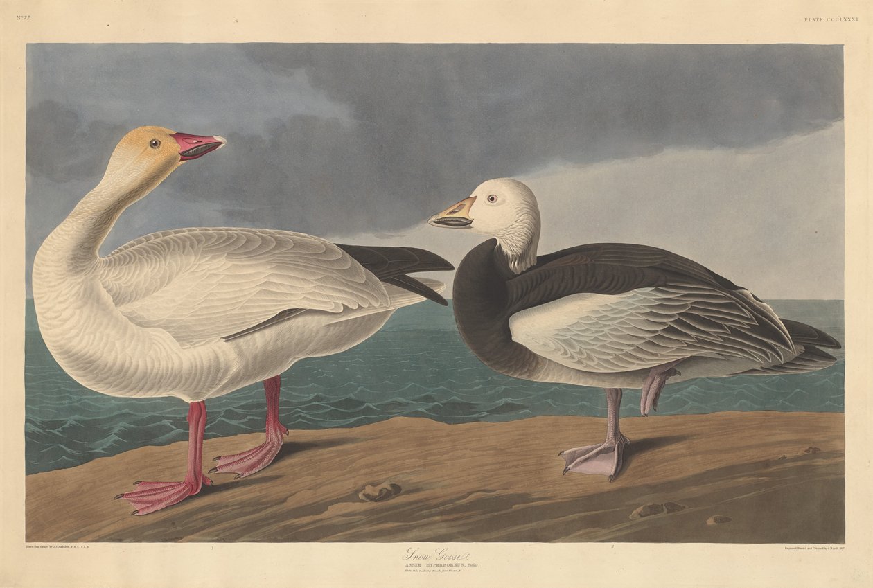 Snegås af Robert Havell after John James Audubon