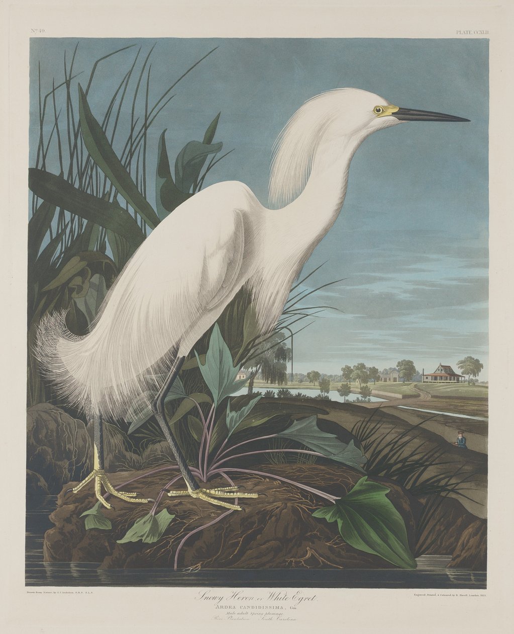 Snehejre eller hvid hejre af Robert Havell after John James Audubon
