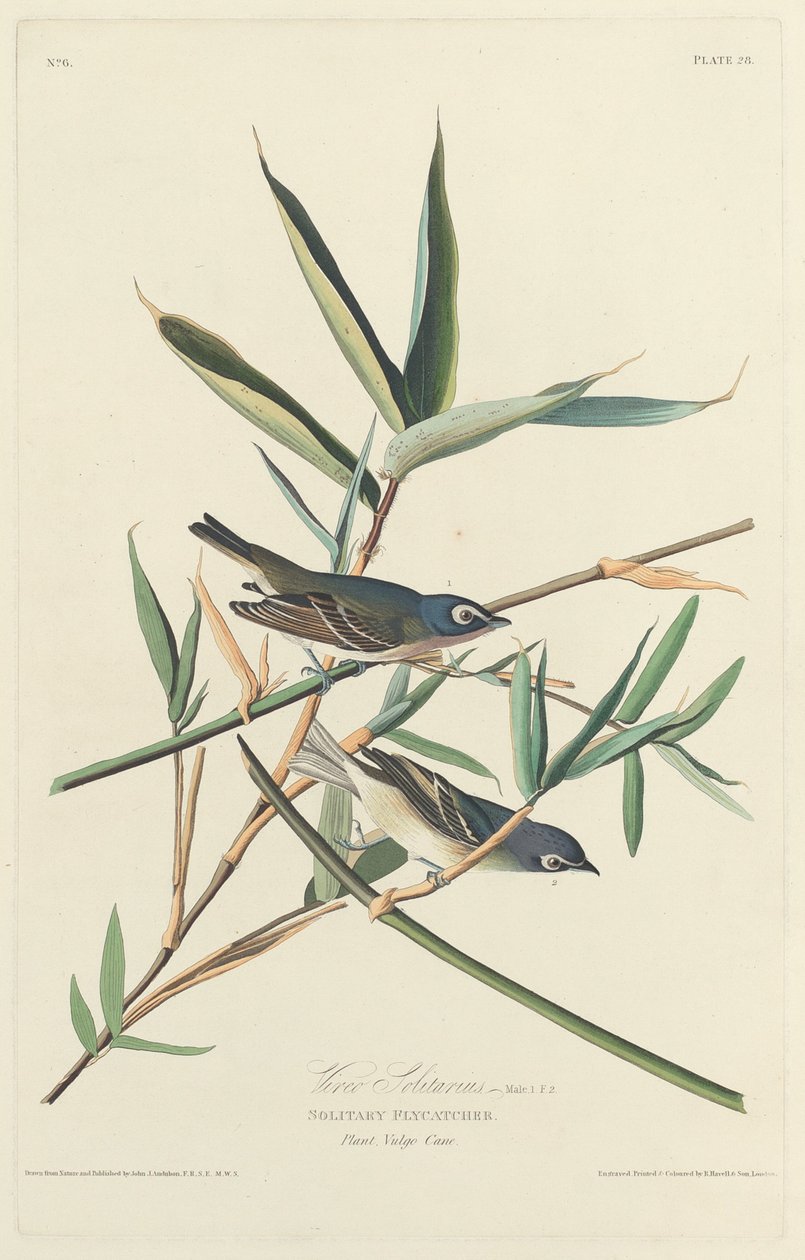 Enlig fluefanger af Robert Havell after John James Audubon