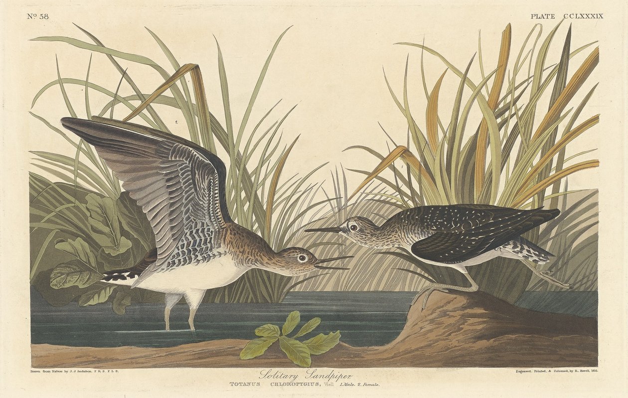 Solitær Sandpiper af Robert Havell after John James Audubon