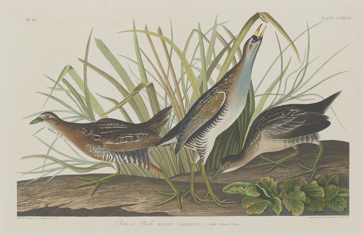 Sora eller Rail af Robert Havell after John James Audubon