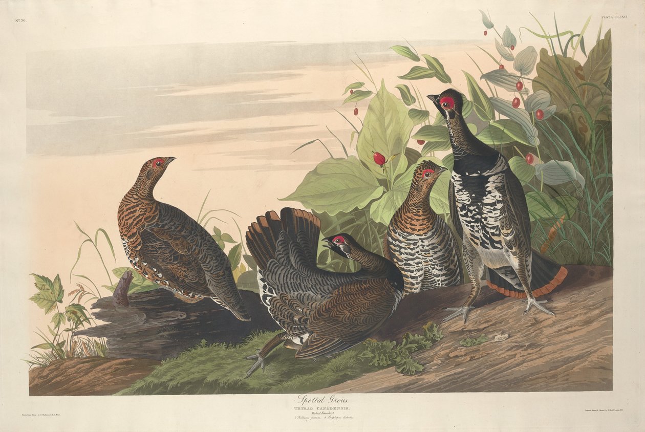 Plettet Grous af Robert Havell after John James Audubon