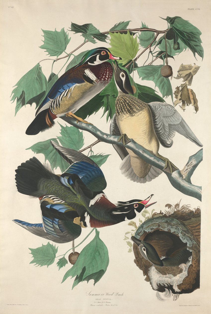 Sommer eller Skovand af Robert Havell after John James Audubon