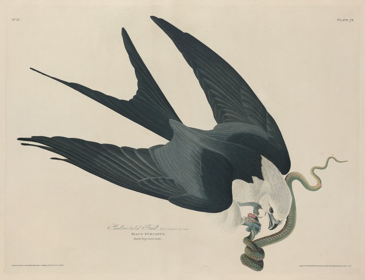Svalehalehøg af Robert Havell after John James Audubon