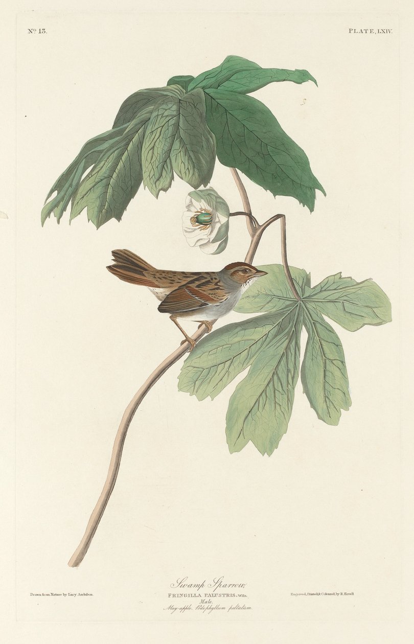 Sumpspurv af Robert Havell after John James Audubon