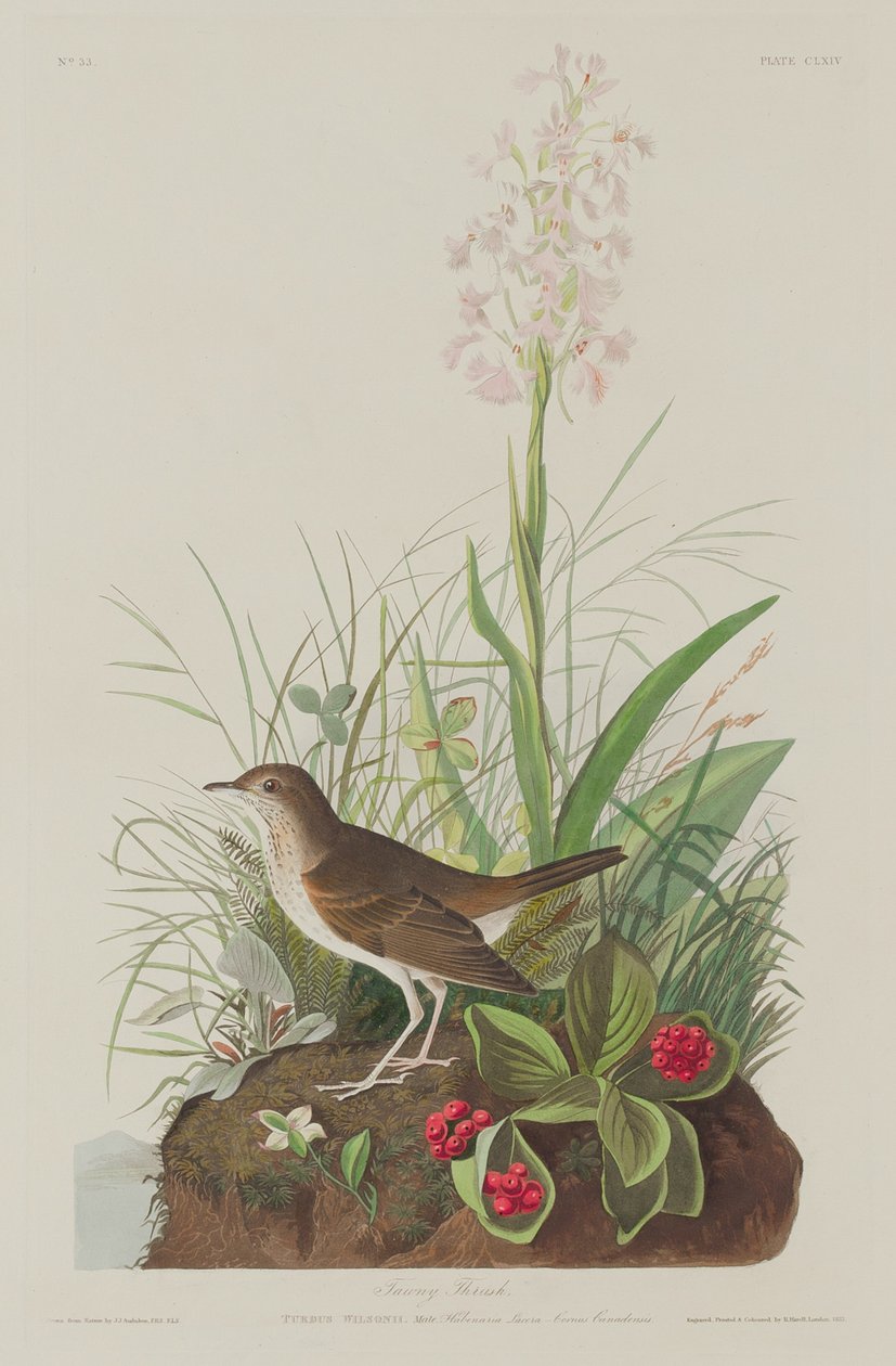 Tawny Thrush af Robert Havell after John James Audubon