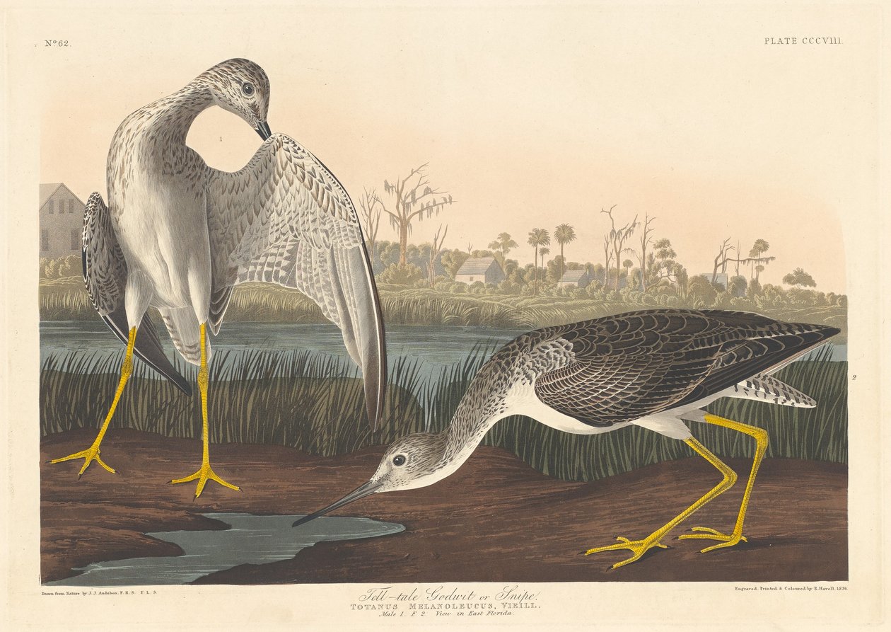 Fortæller Gudwit af Robert Havell after John James Audubon