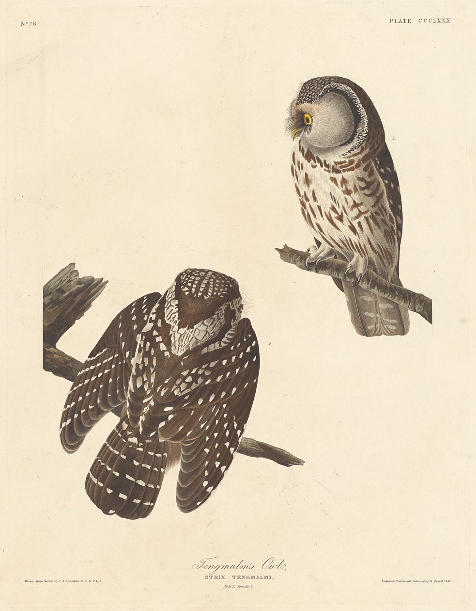 Tengmalms ugle af Robert Havell after John James Audubon