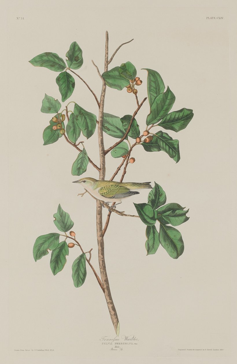 Tennessee Warbler af Robert Havell after John James Audubon