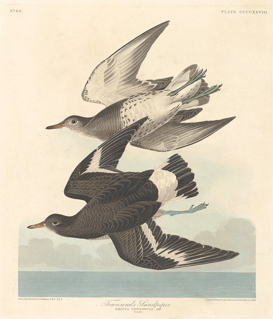 Townsends Sandpiper af Robert Havell after John James Audubon