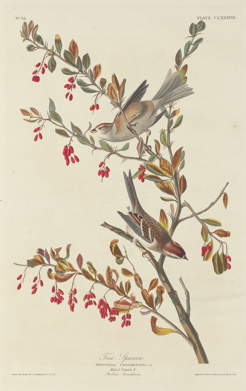 Træspurv af Robert Havell after John James Audubon