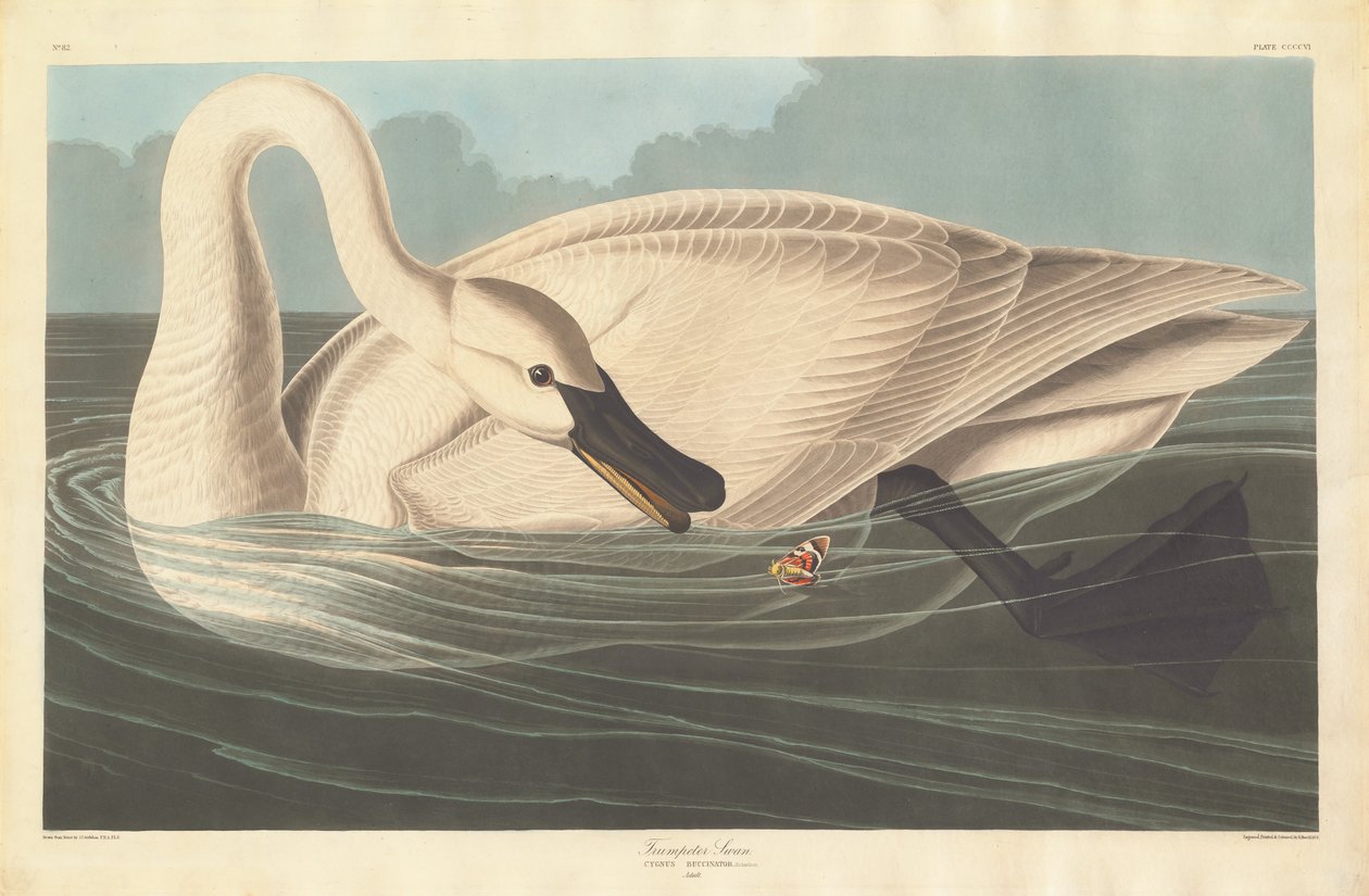 Trompetist Svane af Robert Havell after John James Audubon