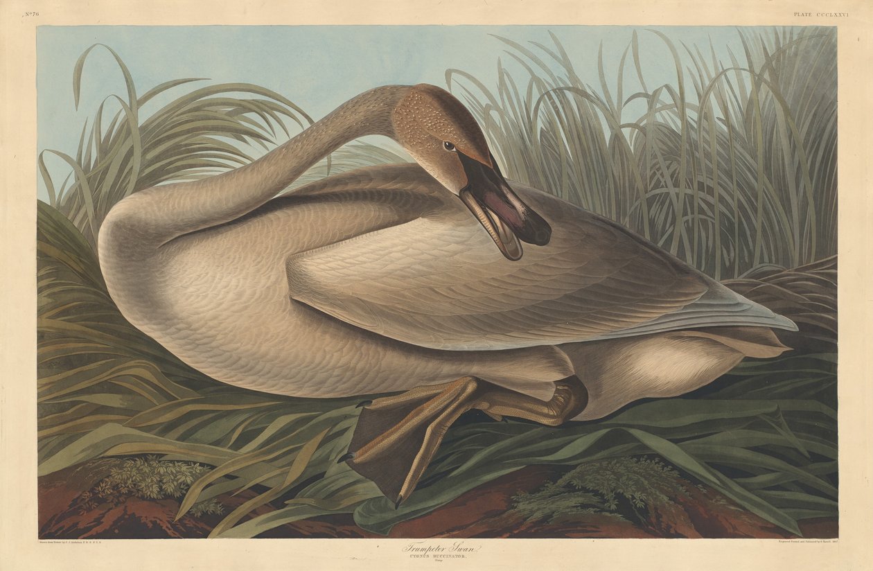 Trompetist Svane af Robert Havell after John James Audubon