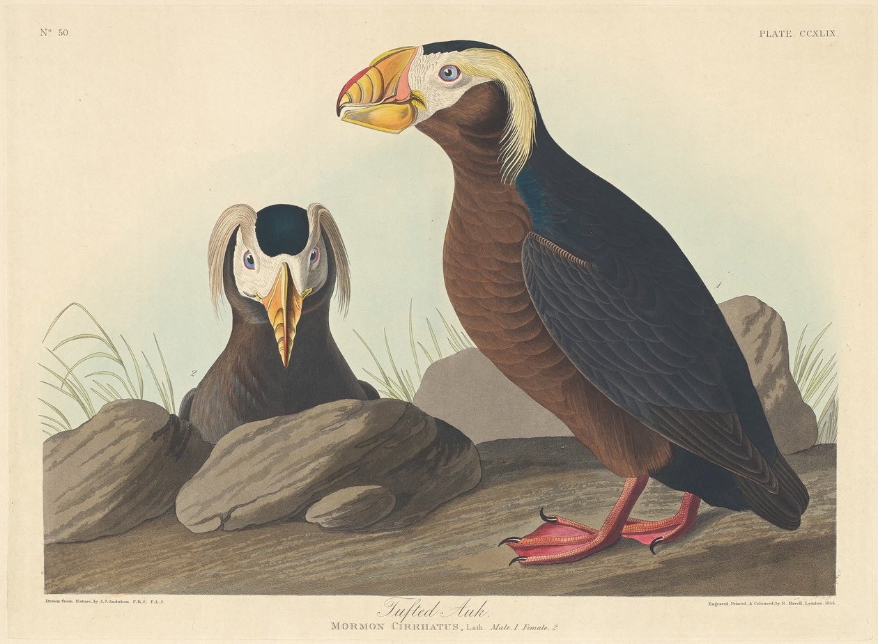 tovet alkefugl af Robert Havell after John James Audubon